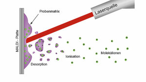 Aus positiv gemeldeten Blutkulturflaschen mittels MALDI-TOF MS