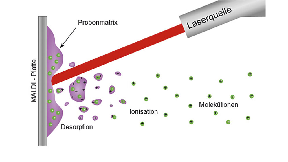 Aus positiv gemeldeten Blutkulturflaschen mittels MALDI-TOF MS
