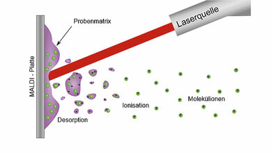 Aus positiv gemeldeten Blutkulturflaschen mittels MALDI-TOF MS