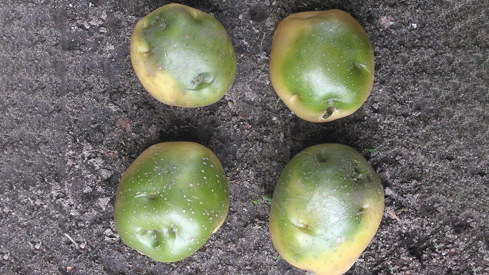 Kartoffeln