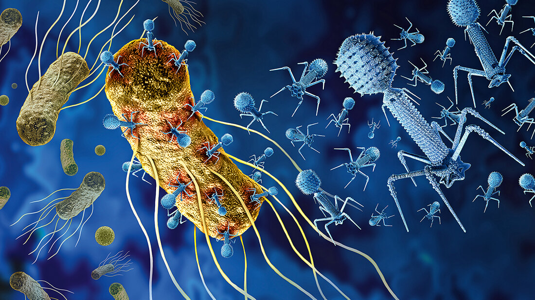 Abbildung von Phagen und Bakterien