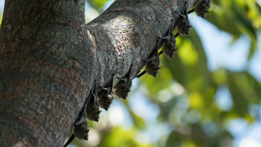 fledermause.jpg Fledermäuse in gestörten Ökosystemen sind häufiger mit Coronaviren infiziert