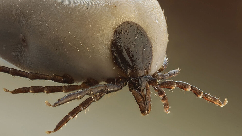 Frühsommer-Meningoenzephalitis (FSME)