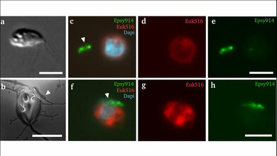 Arcobacter (grün) und L. limosa