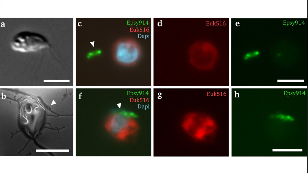 Arcobacter (grün) und L. limosa