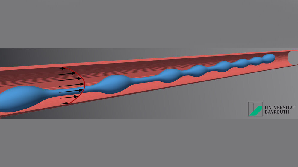 Aus_einer_langgestreckten_fingerfoermigen_Zelle_bilden_sich_einzelne_Troepfchen_Grafik_UBT_Christian_Baecher.jpg Tröpfchen entwickelt sich zu einem Blutplättchen
