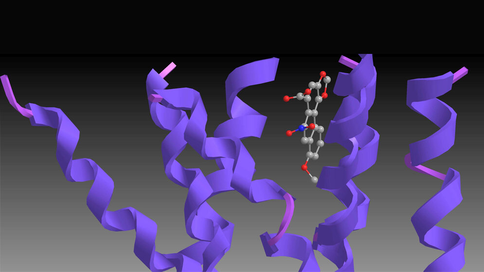 3D_Modell_Das_Bild_zeigt_Aristolochiasaeure_in_der_Bindungstasche_des_TAS2R14_Leibniz_LSB_TUM.jpg 3D-Modell