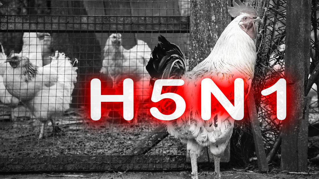 Vogelgrippe H5N1