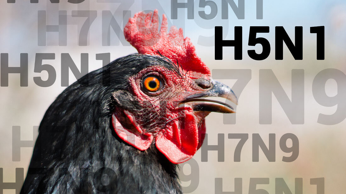 Vogelgrippe_in_den_USA.jpg Vogelgrippe