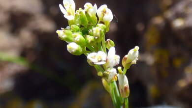Arabidopsis_thaliana_Forest_and_Kim_Starr_creativecommons_org_licenses_by_2_0_ohne_Aenderung.jpg Arabidopsis thaliana