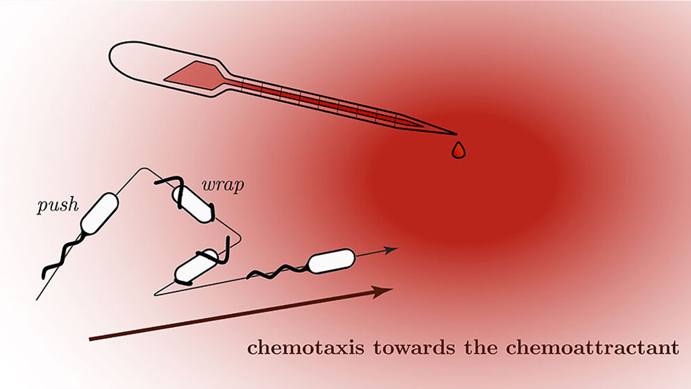 Schematische Darstellung eines Bakteriums mit Flagellen