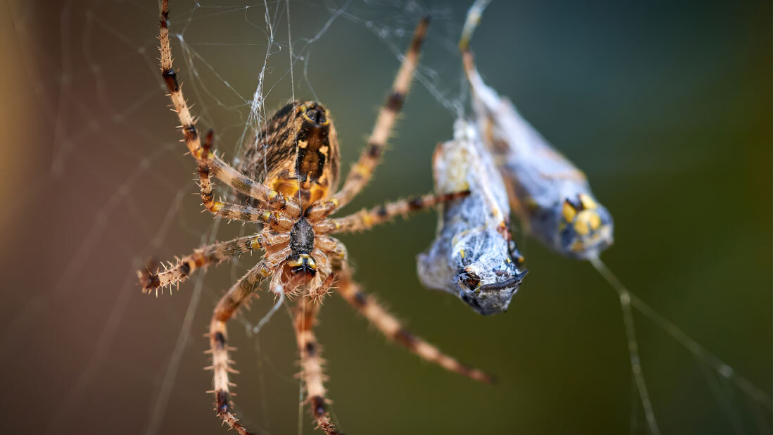 Gartenkreuzspinne.jpg Spinnenseide zum Beispiel von der Gartenkreuzspinne lässt sich in der Medizin nutzen unter anderem um Abstoßungsreaktionen bei Implantaten zu vermeiden.