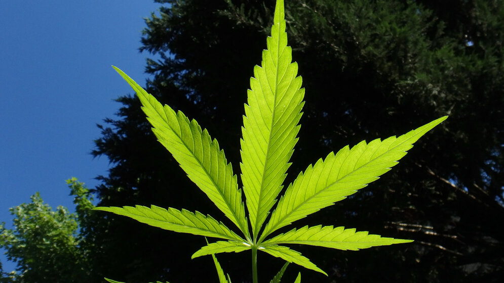 cannabis-1382955_1920.jpg cannabis-1382955_1920.jpg