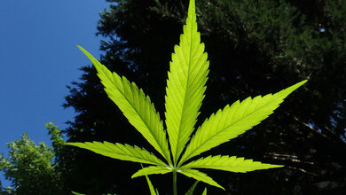 cannabis-1382955_1920.jpg cannabis-1382955_1920.jpg