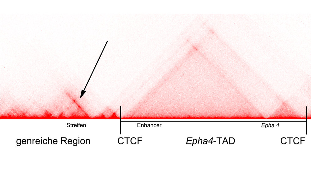 Heat_Map_zeigt_einen_Teil_der_Struktur_des_Epha4_Locus_V_Heinrich_MPIMG.jpg Heat Map