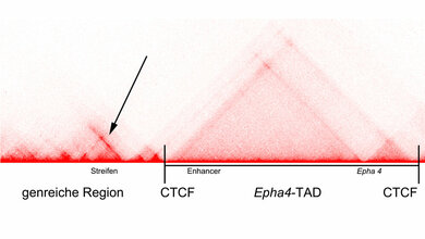 Heat_Map_zeigt_einen_Teil_der_Struktur_des_Epha4_Locus_V_Heinrich_MPIMG.jpg Heat Map