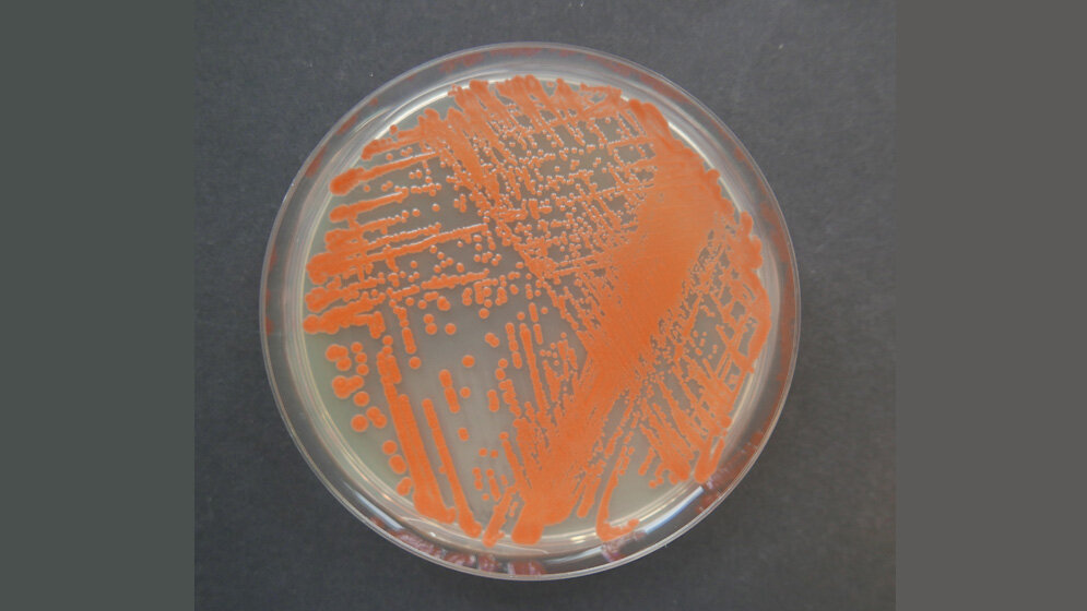 Reinkultur der Roten Hefe Rhodotorula mucilaginosa