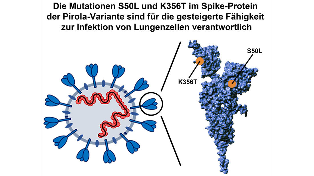 Pirola ist stark mutiert