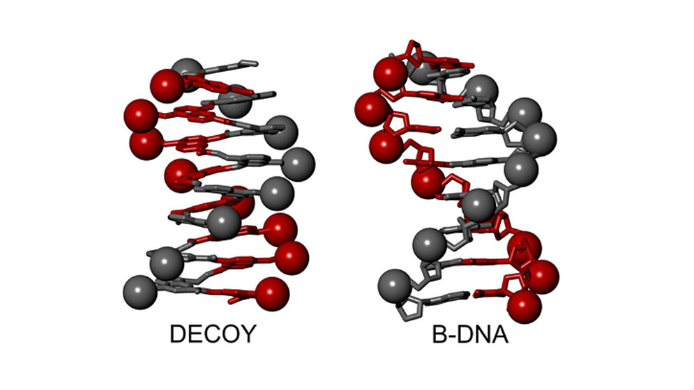 B-DNA-Doppelhelix und ein Foldamer