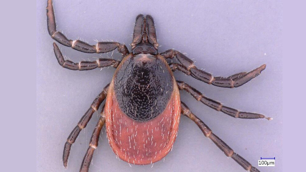Ixodes inopinatus