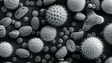 Allergologie (Teil 4)