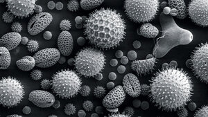 Allergologie (Teil 4)