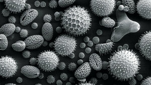 Allergologie (Teil 4)