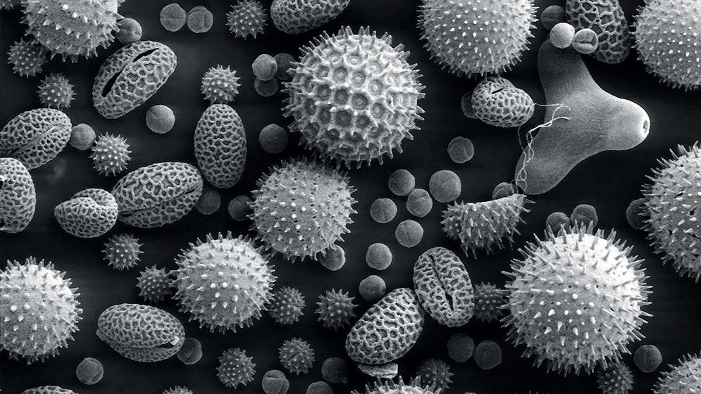 Laboratoriumsmedizin Allergologie (Teil 4)