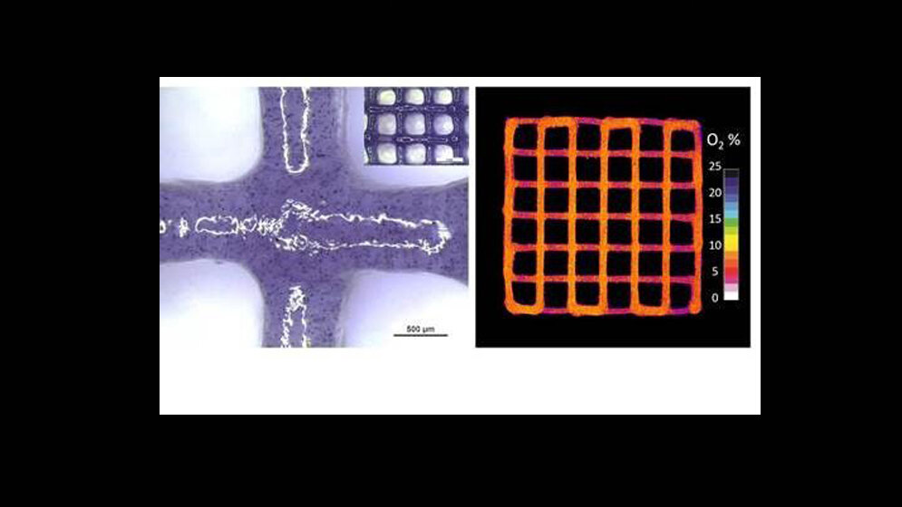 Vitalität und Aktivität der menschlichen Stammzellen