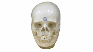 Das perfekte Lernphantom