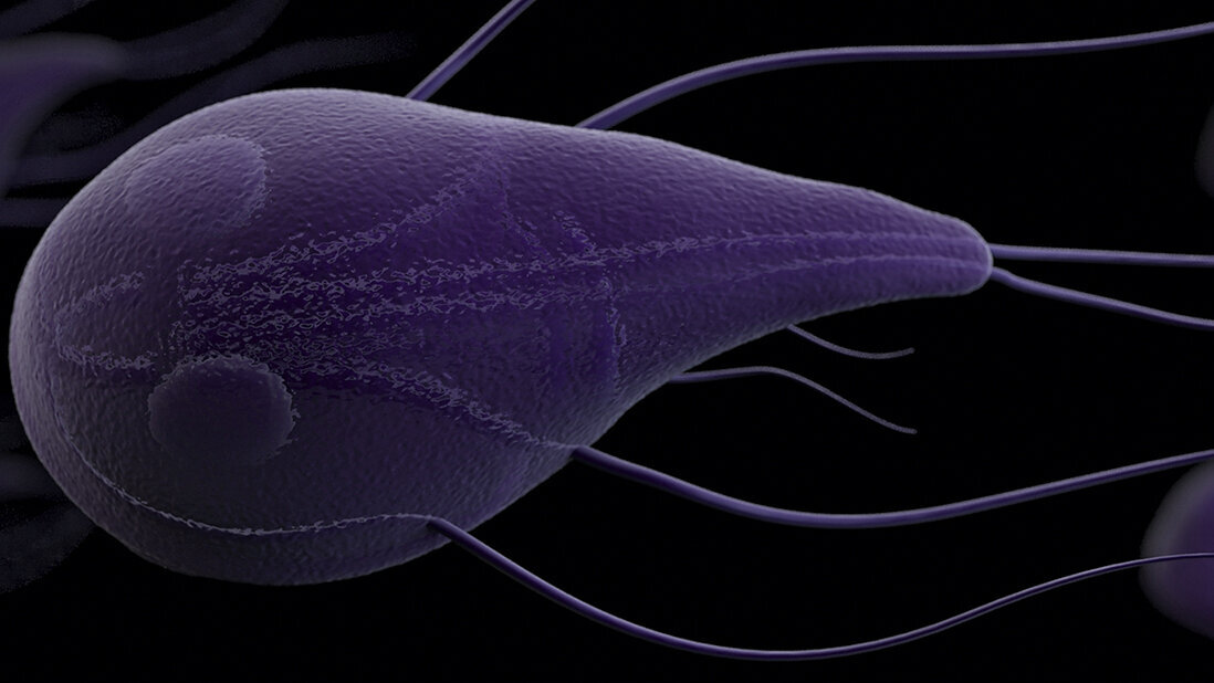Titelbild_Hof.jpg Giardia intestinalis