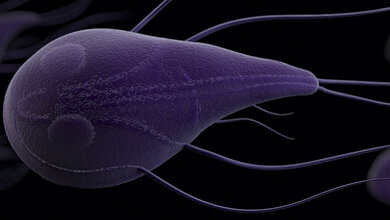 Giardia intestinalis