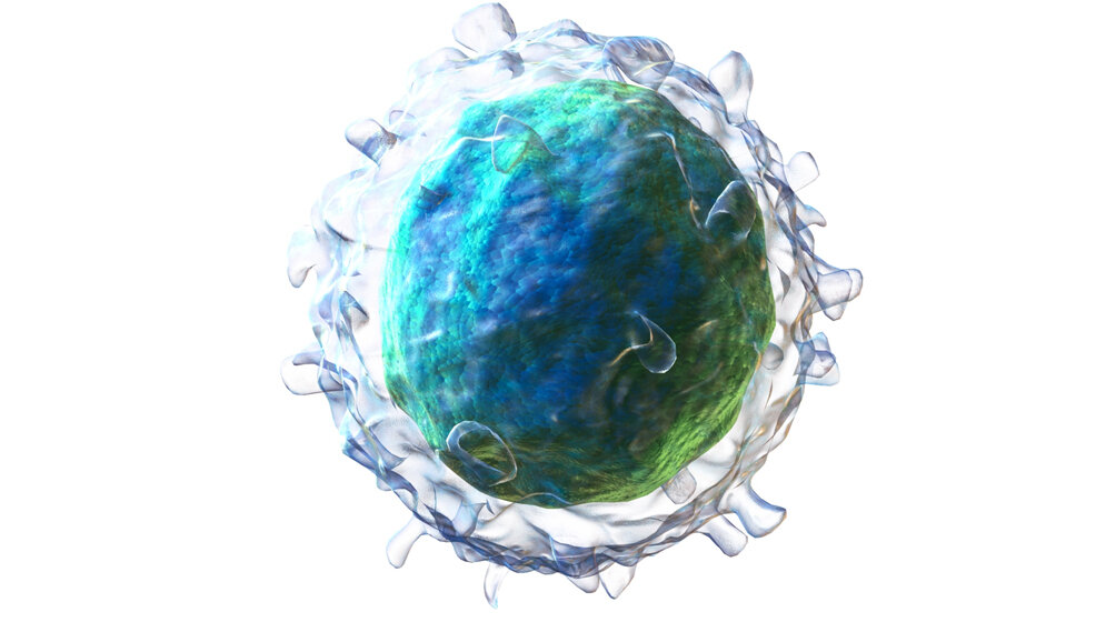 3D-Modell einer B-Zelle 