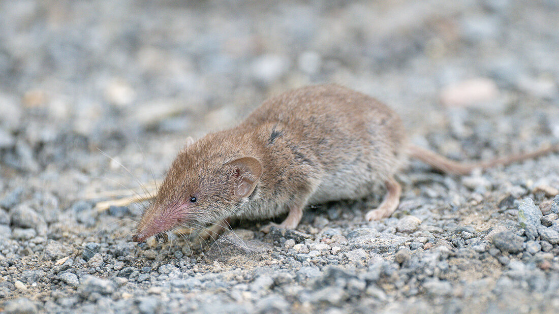 Neues zum Borna-Virus Feldspitzmaus