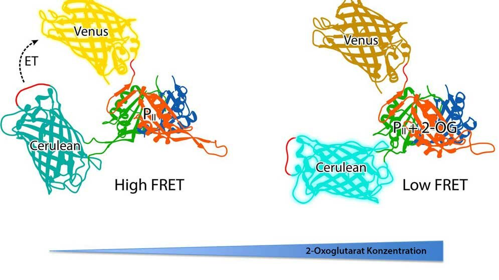 Zellen.jpg Stoffwechsel-Sensor