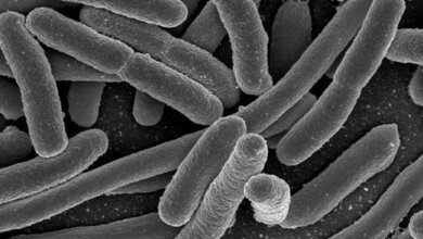 Bakteriologie Antibiotika und Resistenzen