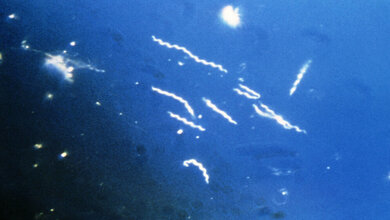 Borrelia burgdorferi