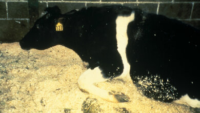 Kuh_mit_BSE_APHIS_photos_by_Dr_Art_Davis_USDA.jpg Kuh mit BSE