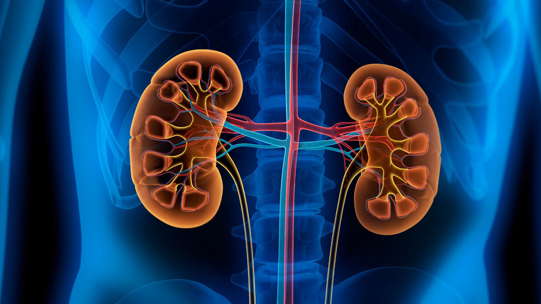 Darstellung der menschlichen Nieren.