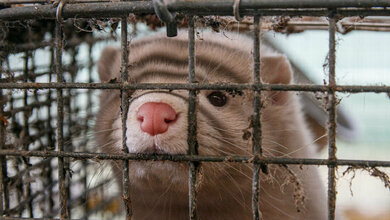 Nerz auf Peltierfarm