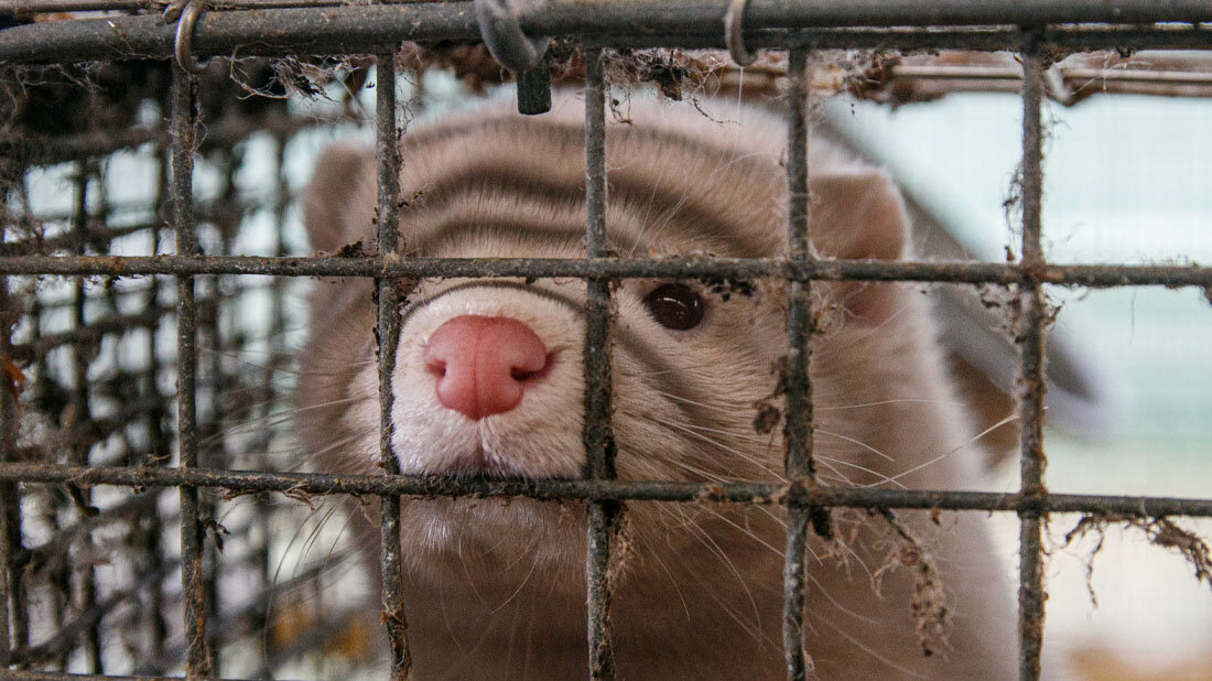 Nerz auf Peltierfarm