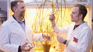 Prof_Dr_Roderich_Suessmuth_li_Daniel_Petras_mit_Zuckerrohr_Pflanze_Albicidin_TU_Berlin_PR_Ulrich_Dahl_17062016.jpg Prof. Dr. Roderich Süssmuth (links) und Daniel Petras