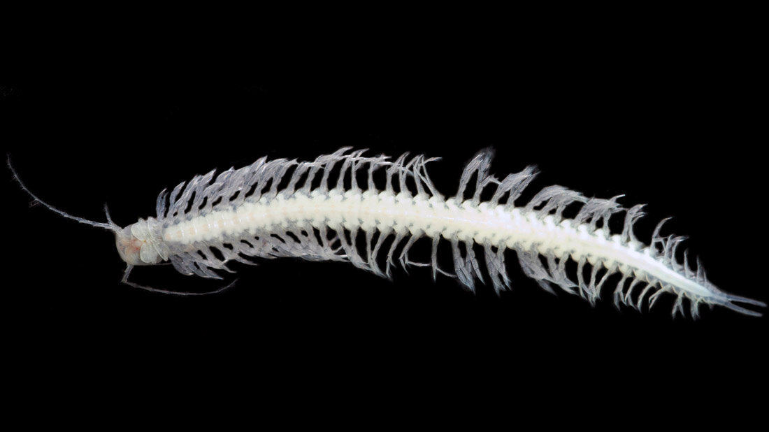 Giftiger Unterwasserkrebs: Xibalbanus tulumensis
