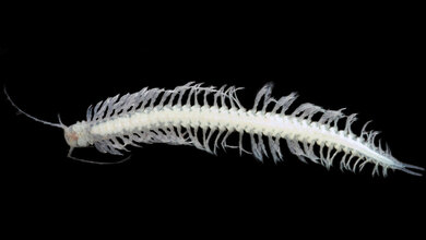 Krbes_aus_Hoehle.jpg Giftiger Unterwasserkrebs: Xibalbanus tulumensis