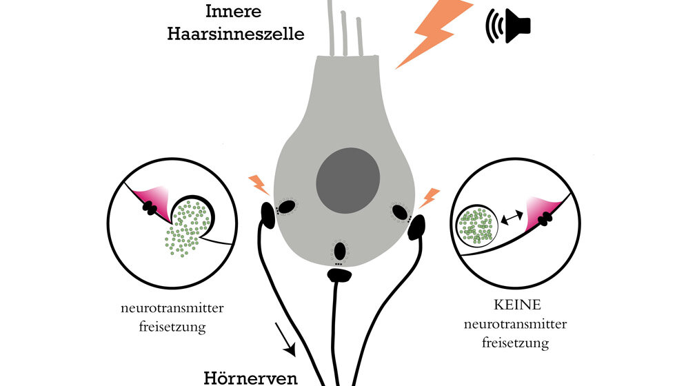 Schematische_Darstellung_zu_Synaptische_Vielfalt_Grafik_umg_Oezcete.jpg Schematische Darstellung
