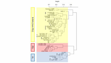 Das Genexpressionsmuster von Zelllinien