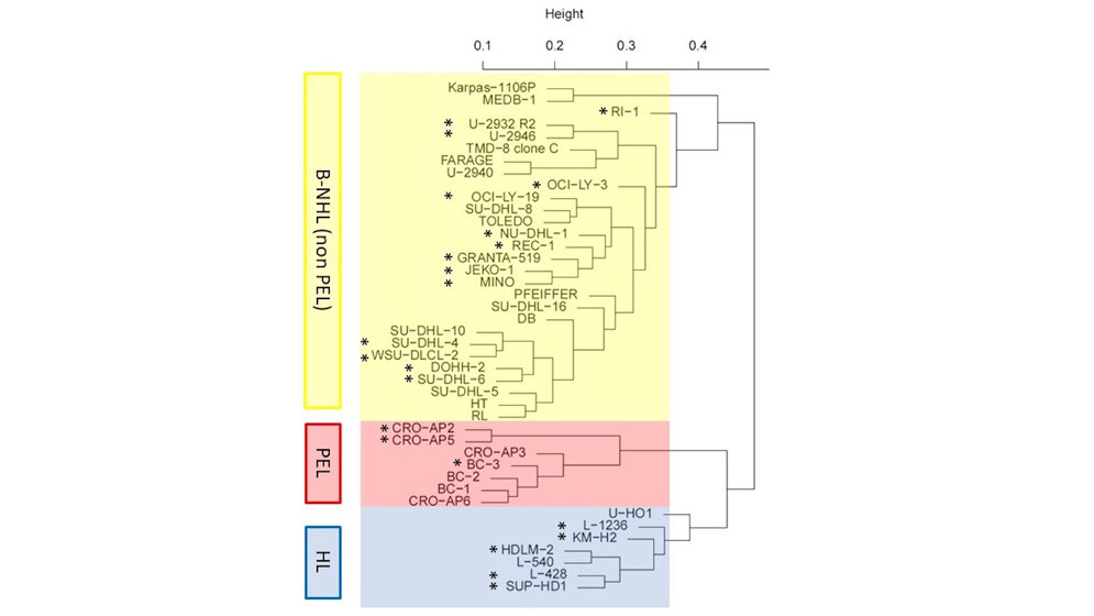 Das Genexpressionsmuster von Zelllinien