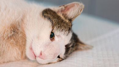 Eine Katze mit weißem Fell und schwarzen Schecken zwischen Augen und Ohren liegt auf einer weißen Unterlage.