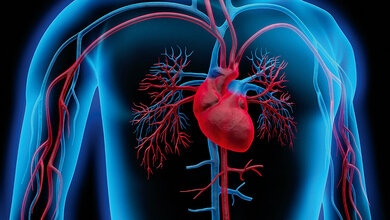 Schematisches 3D-Modell des Herzens mit Gefäßen