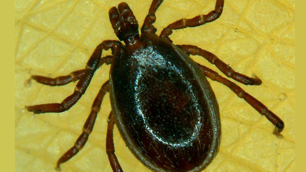 Ein Männchen der Zecke Ixodes ricinus